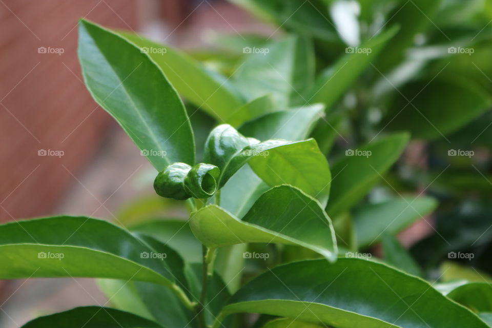 Citrus leaf