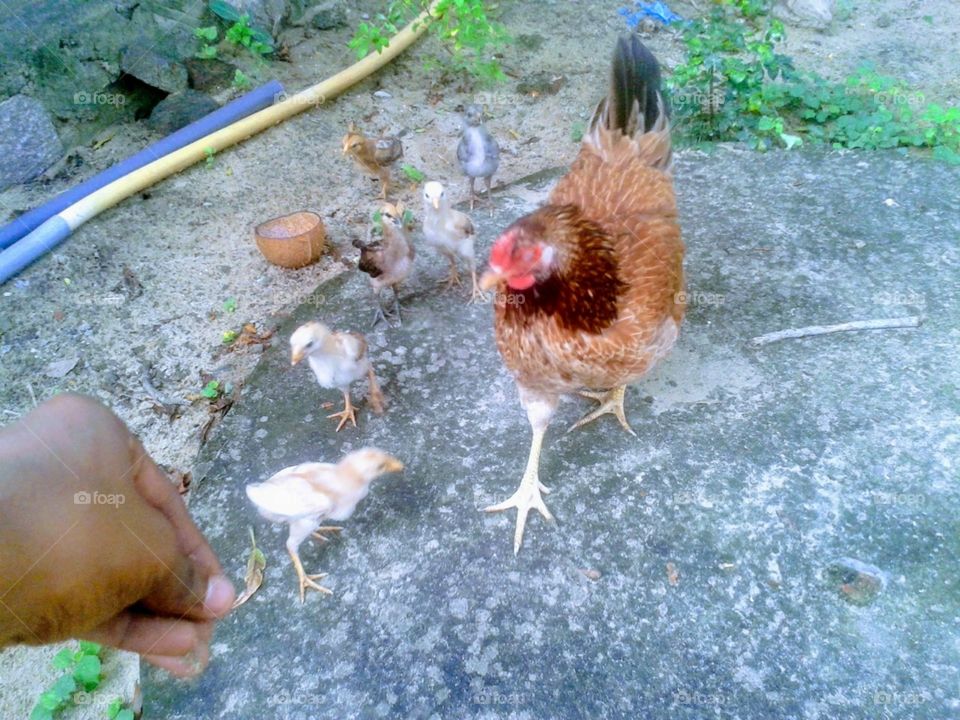 hen