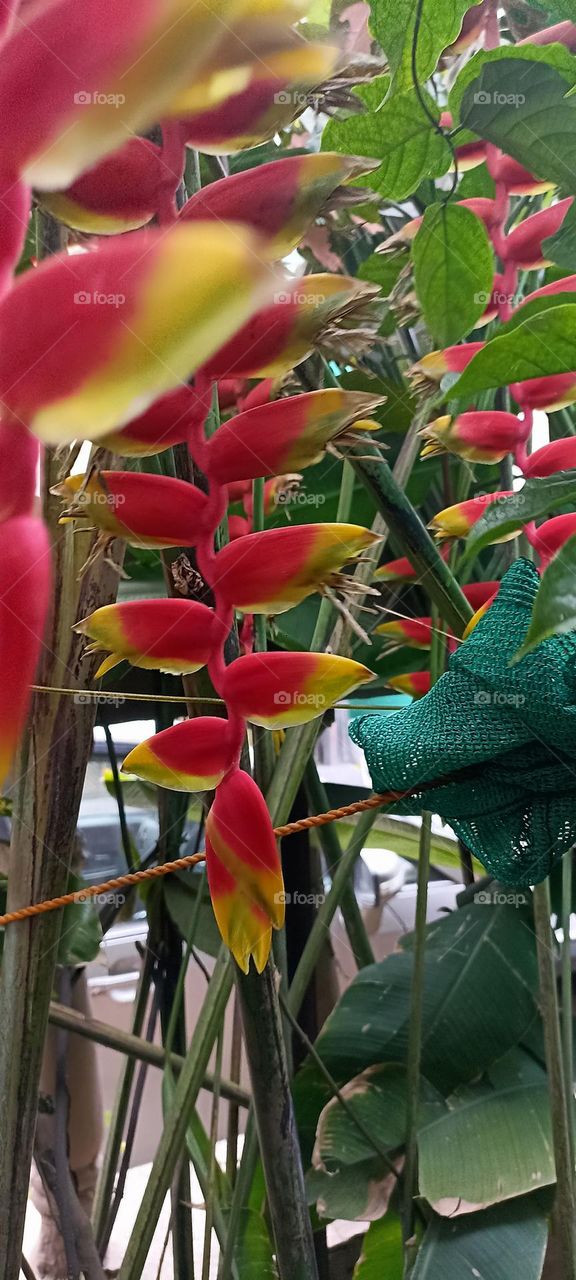 plants are the best way to live with, they always give something or the other