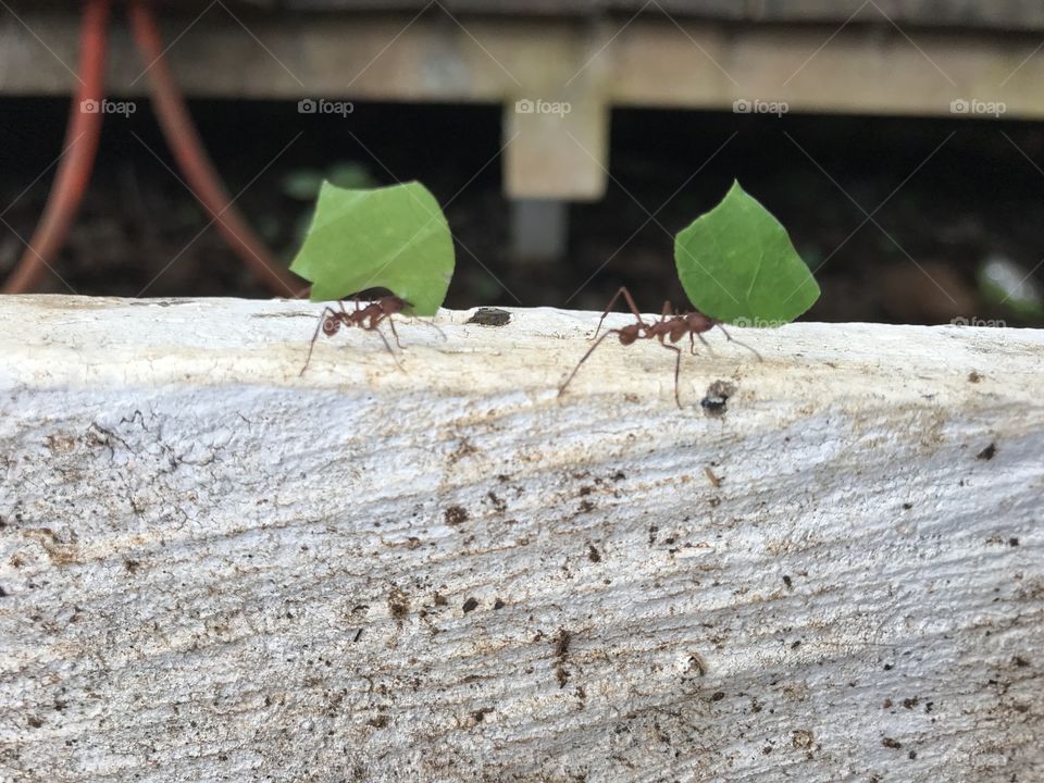 Leaf cutter ants 