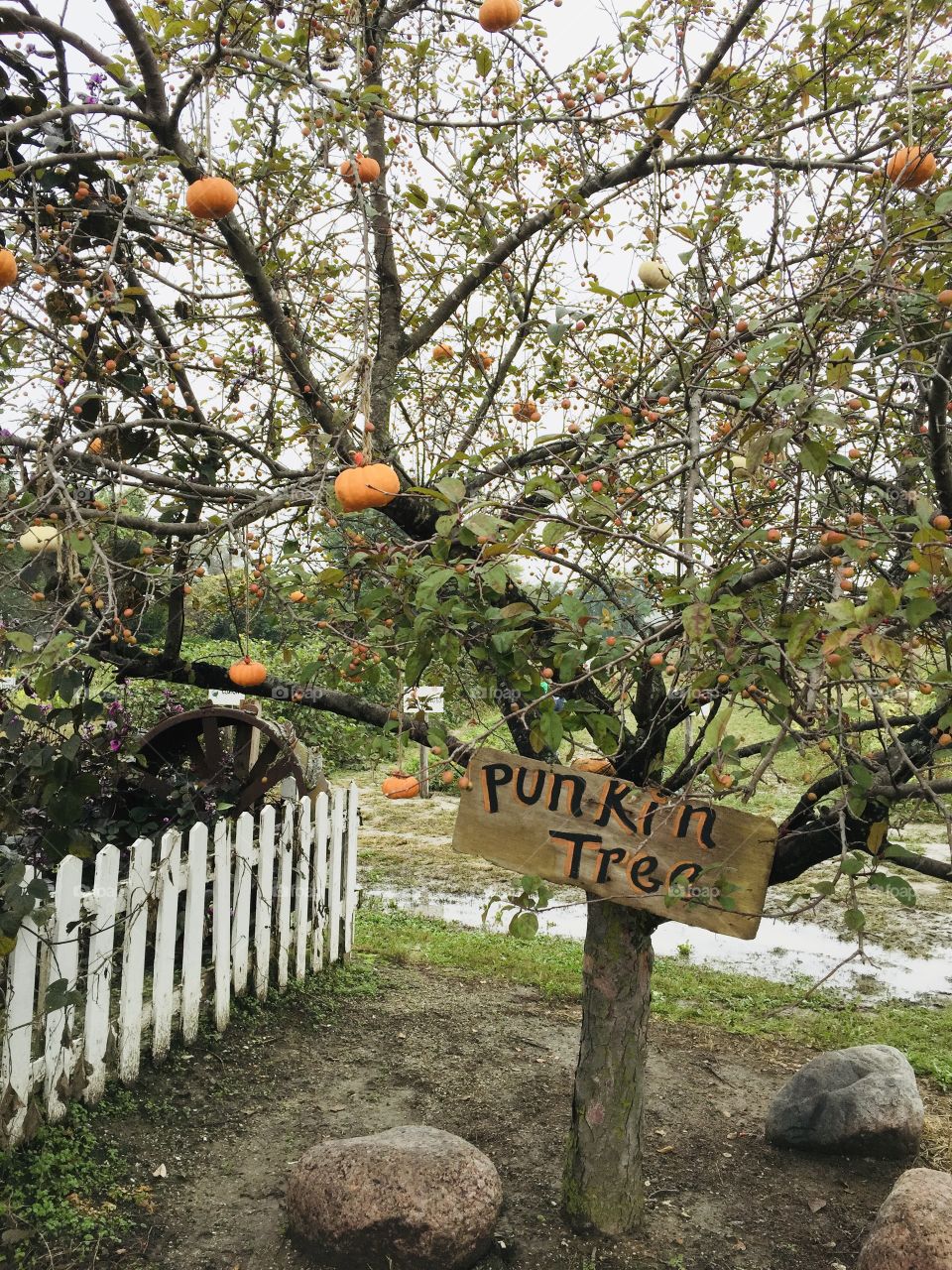 Pumpkin tree in the fall
