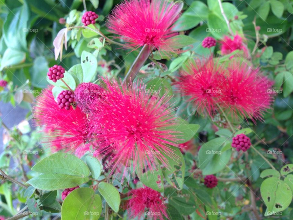 Flower in the School Garden