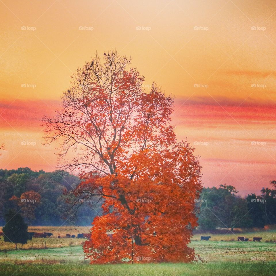 Autumn sunrise on the farm