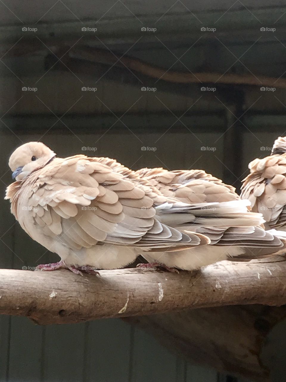 Three reasons Ng necked doves sitting in a row on perch outdoors 