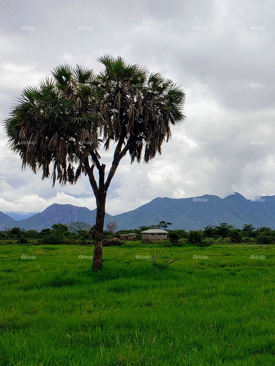 Mountainous view at Chekereni, in Tanzania

April 29, 2023
09:50am