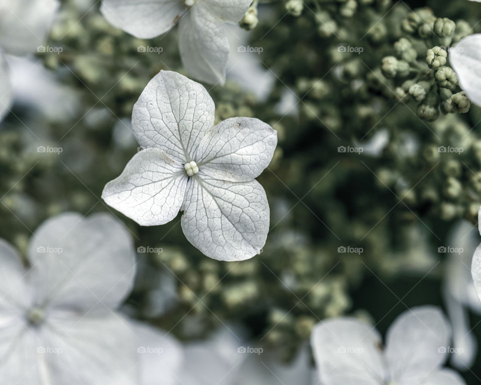 Oakleaf Hydrangea flower closeup macro
