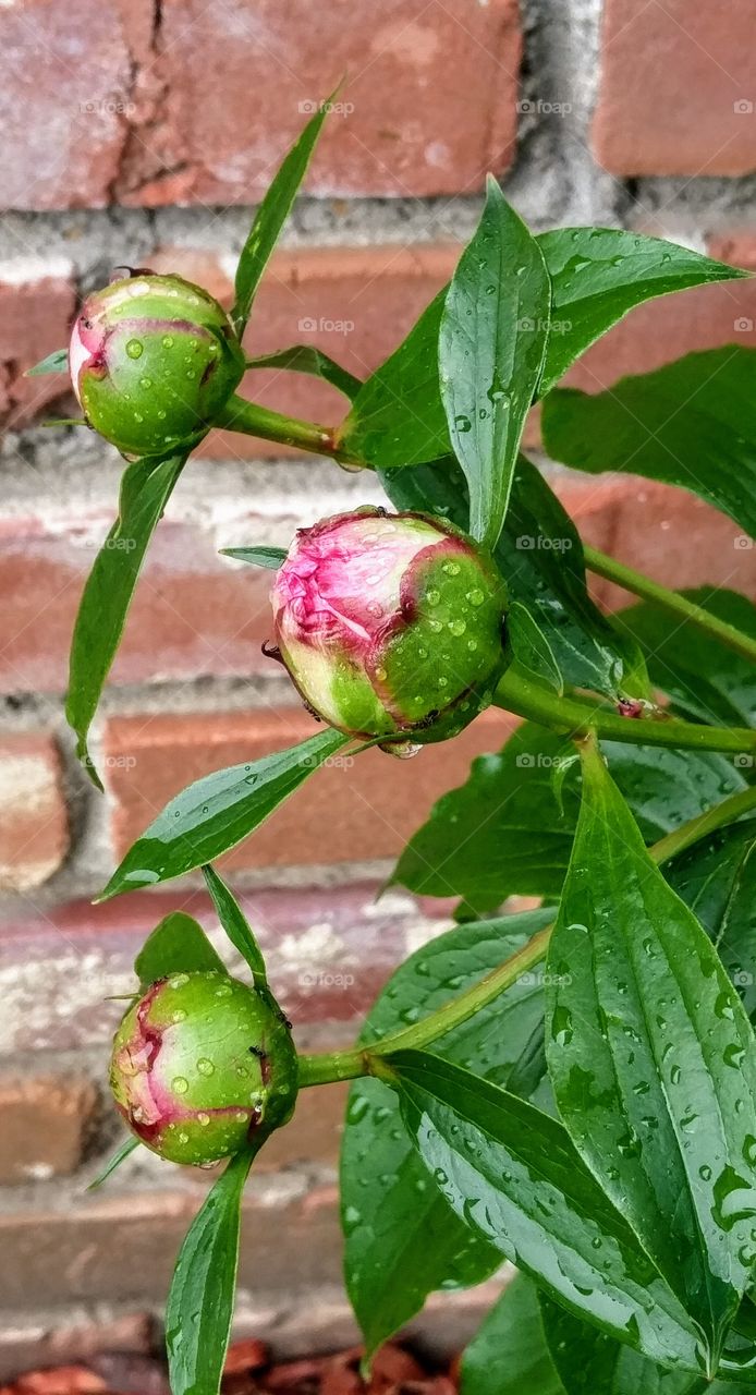 raindrops on peony buds against brick wall