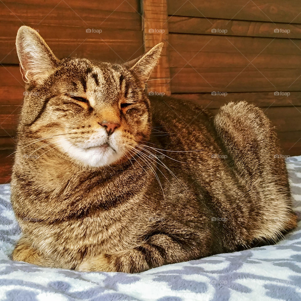 Morning Cat Loaf