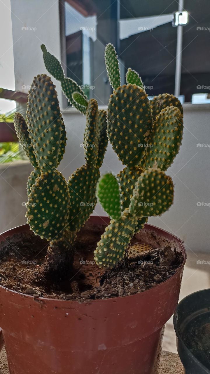 Mini cactus. grown in pot. Used for room decoration.