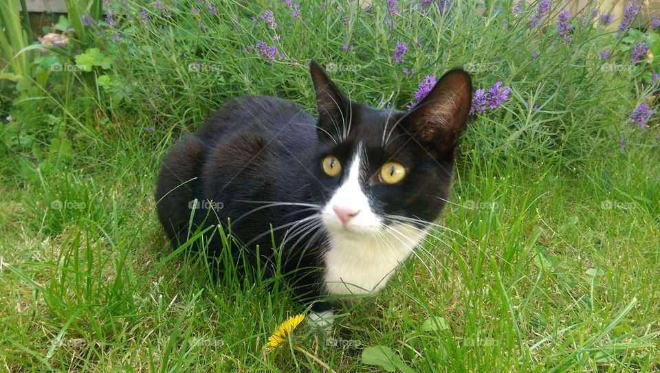 black and white cat im front of lavender in summer
