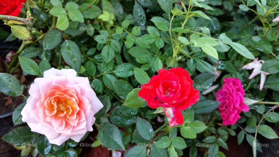 Rosas de cores variadas.