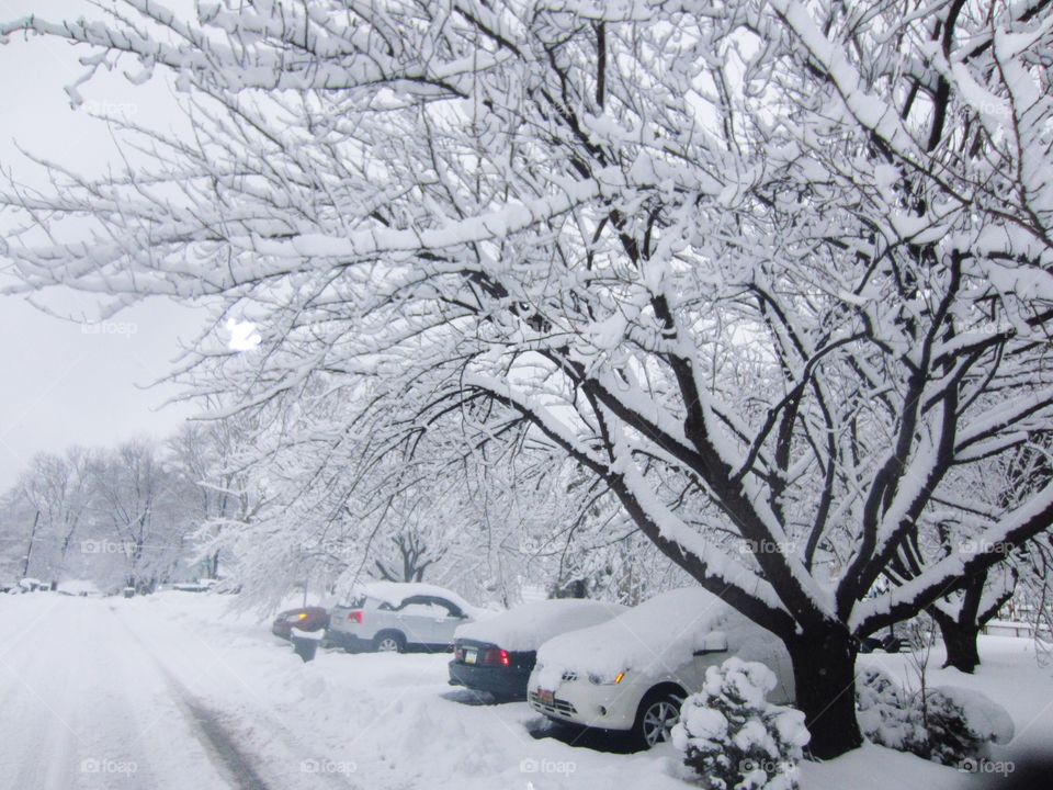 Snow Snow and More Snow