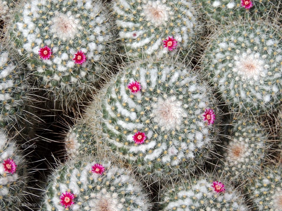 Flowering Cacti