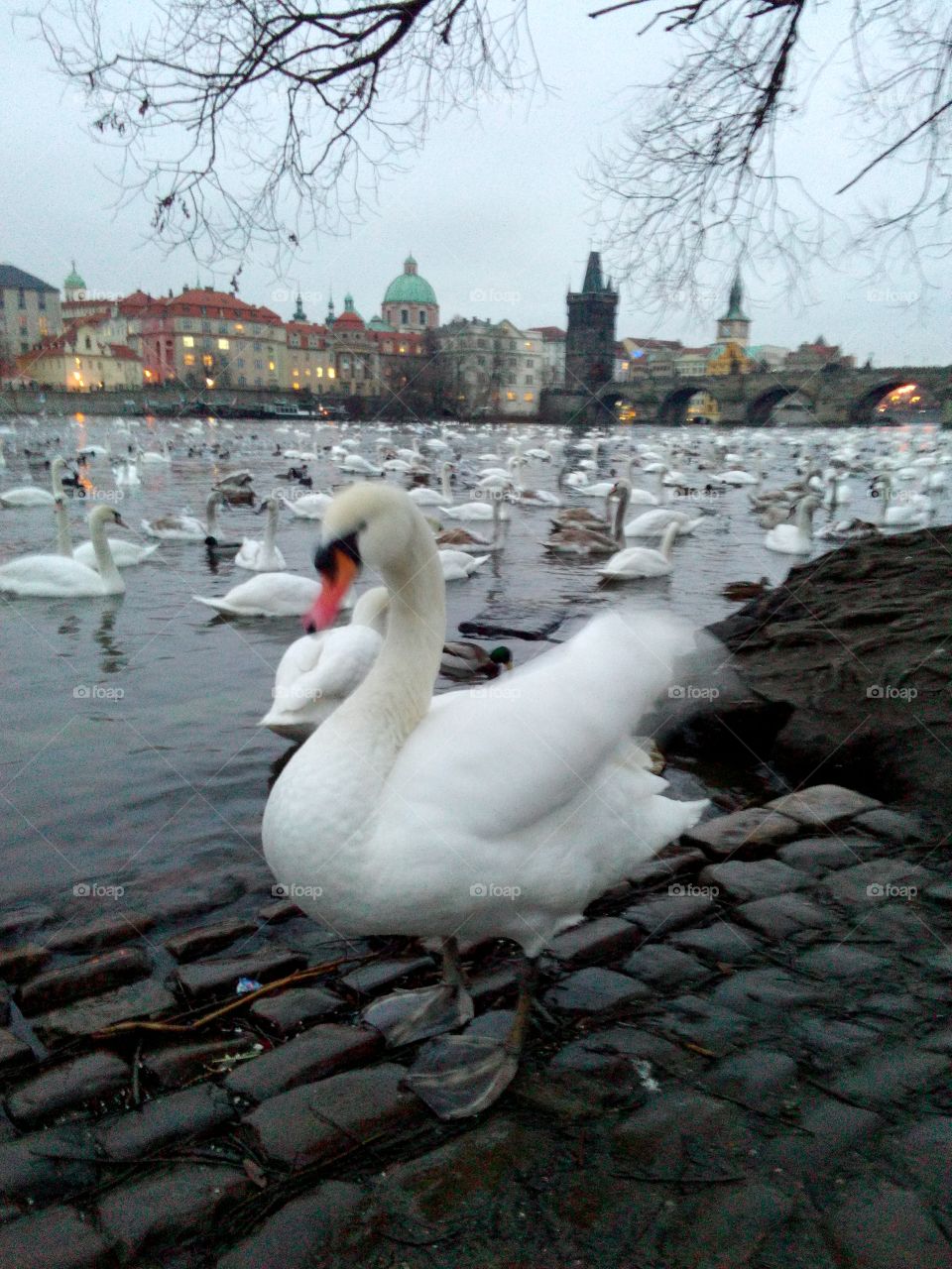 Water, Winter, Bird, Swan, Lake