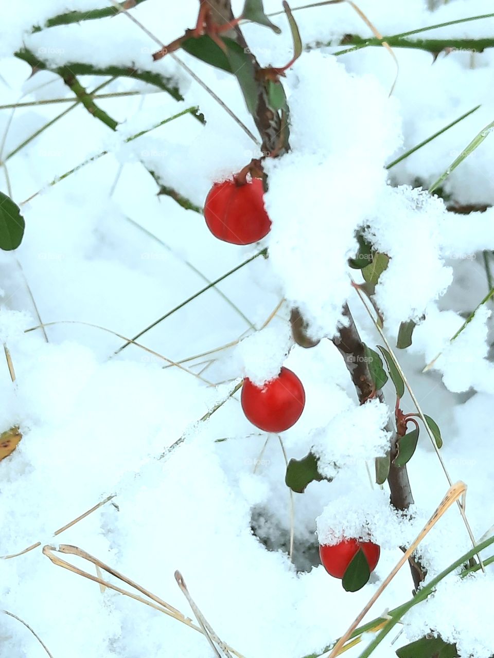 rule of thirds - three red berries of cotoneaster  covered with fresh snow