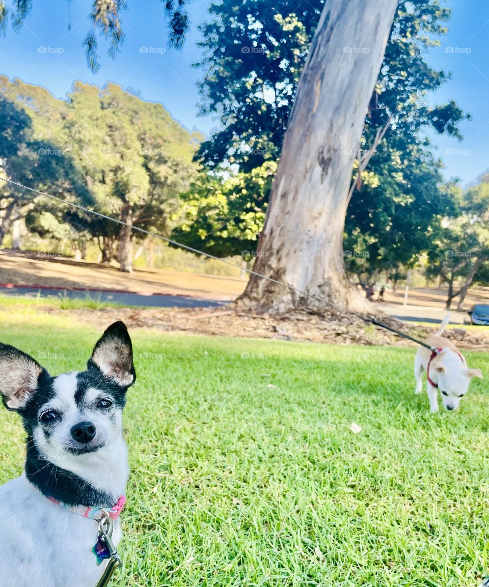 Just a walking in the park 