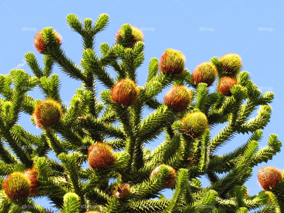 Araucaria araucana