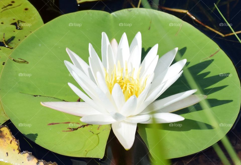 White flower on a green lily pad