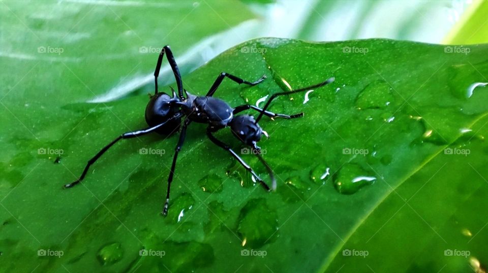 Black ant looking for water