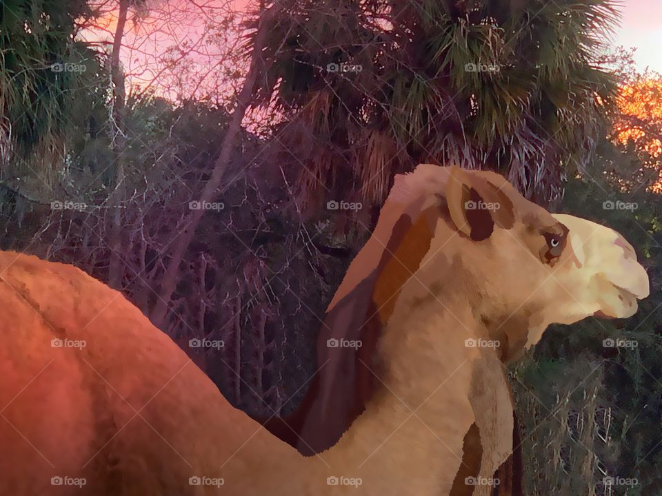 Camel in watercolor.