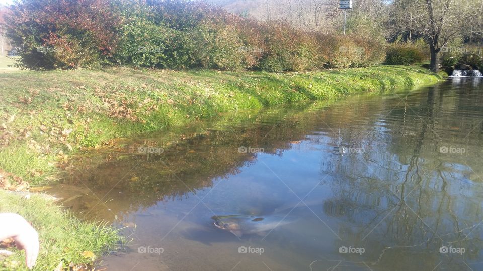 trout pond
