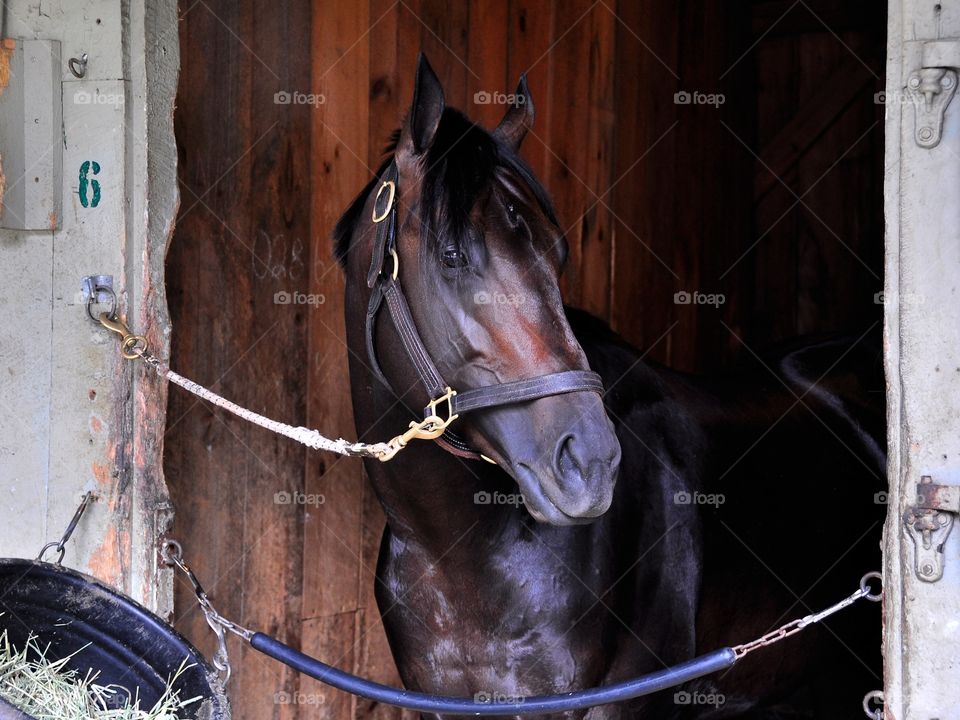 Rock Fall. The speedy stakes winning dark brown colt Rock Fall. This horse is trained by Todd Pletcher as he relaxes in his stall.