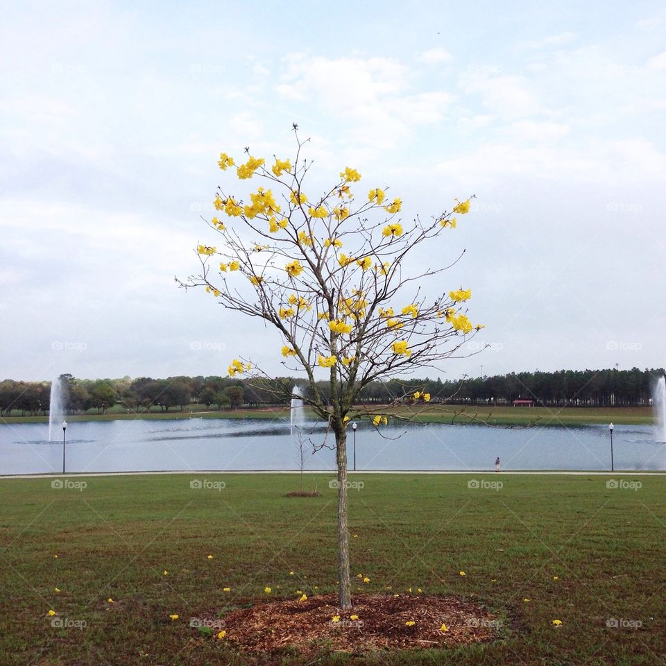 Bright yellow tree on a cloudy day