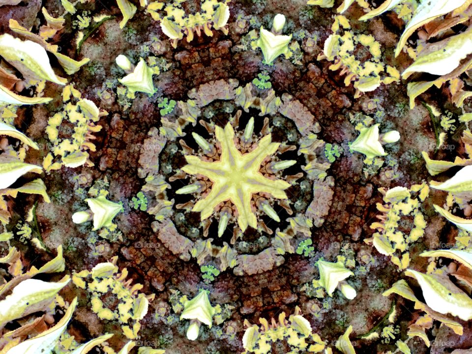 closeup of tree fungus as seen through a kaleidoscope