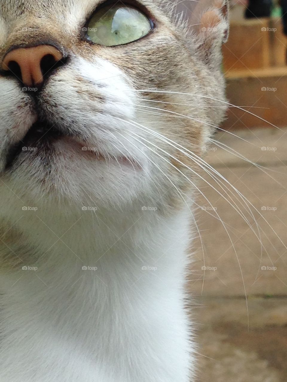 Cats eyes are scared, tho