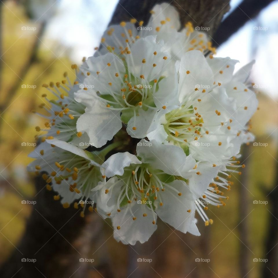 plum tree blossoms