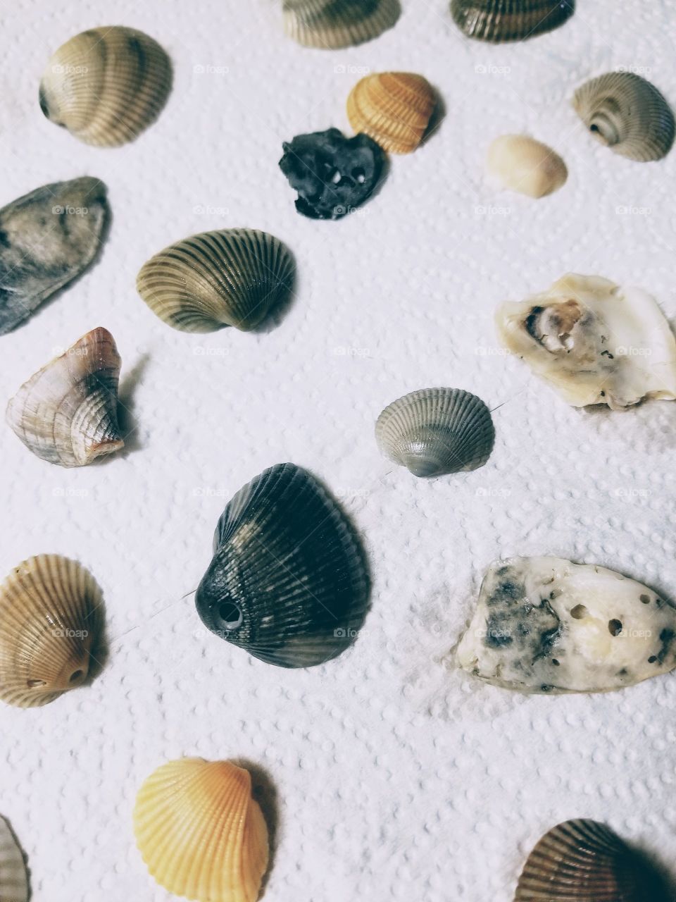 See Shells