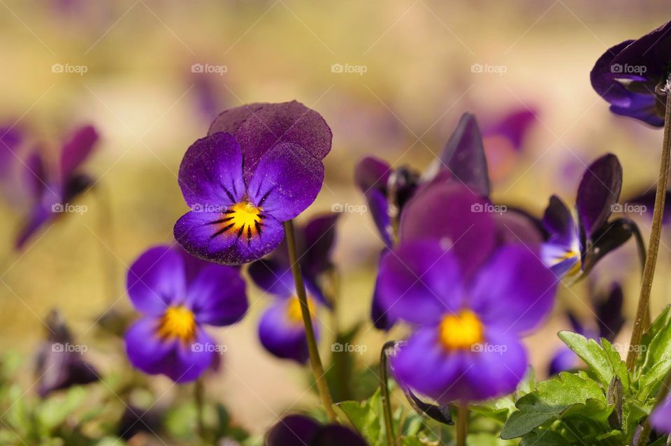 Wild pansy