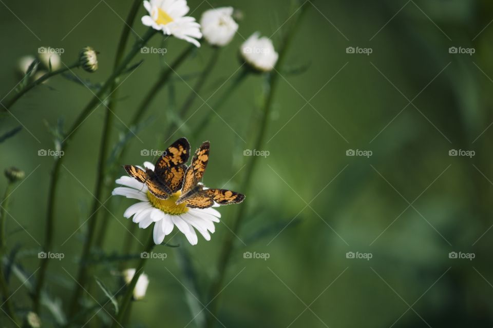 Butterflies on a daisy 