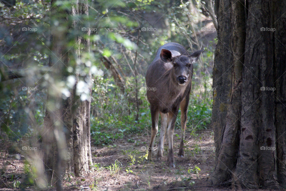 Deer in the woods is a sight worth waiting for.