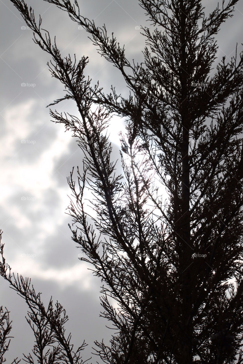 israel winter tree black and white by kandovit