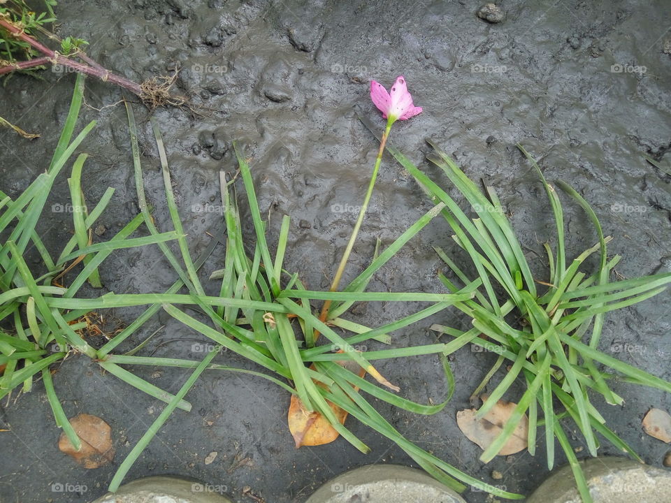 falling pink flower on the soil .