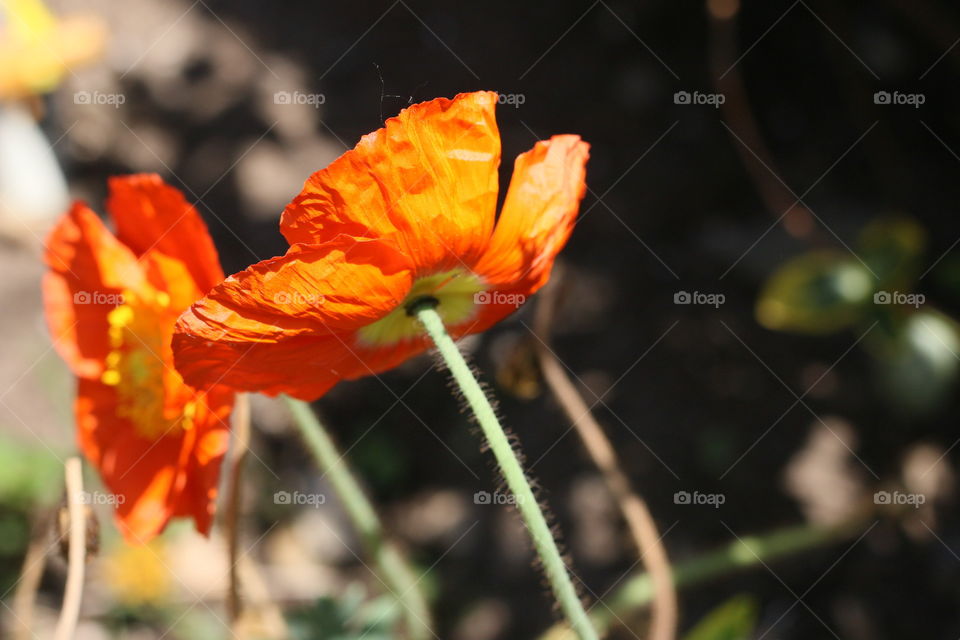 Orange Poppy