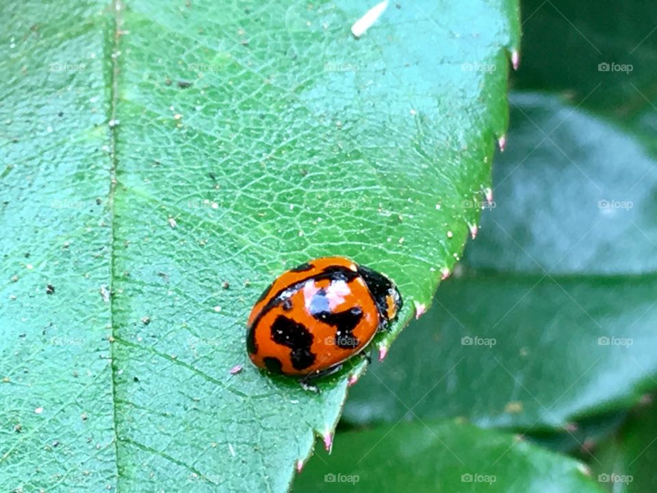 Ladybird ladybug, ladybug beetle, closeup on green leaf outdoors