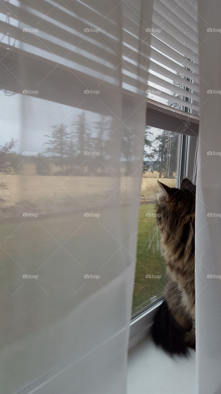 cat looking at window