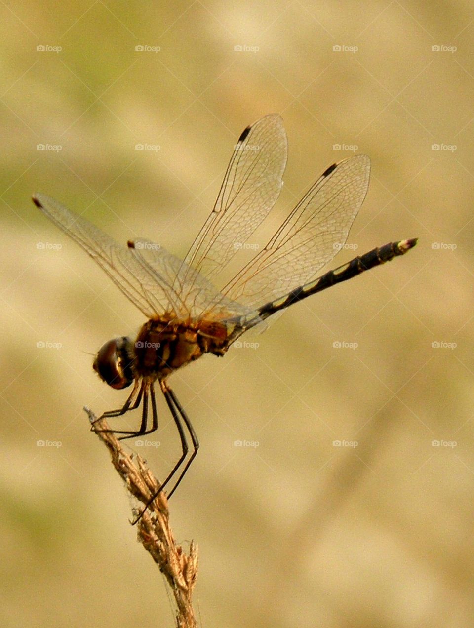 Dragonfly, Insect, Wildlife, Nature, Invertebrate