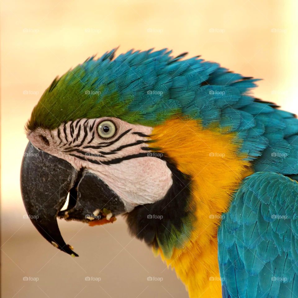 A golden and blue macaw blushing 