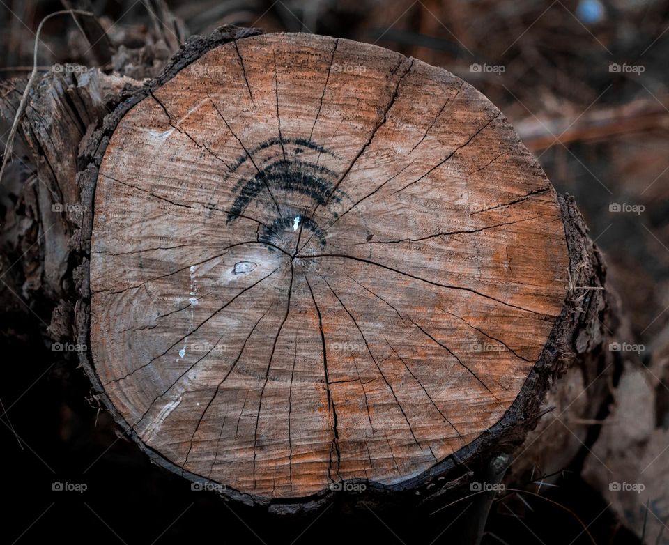 wood in circle shape