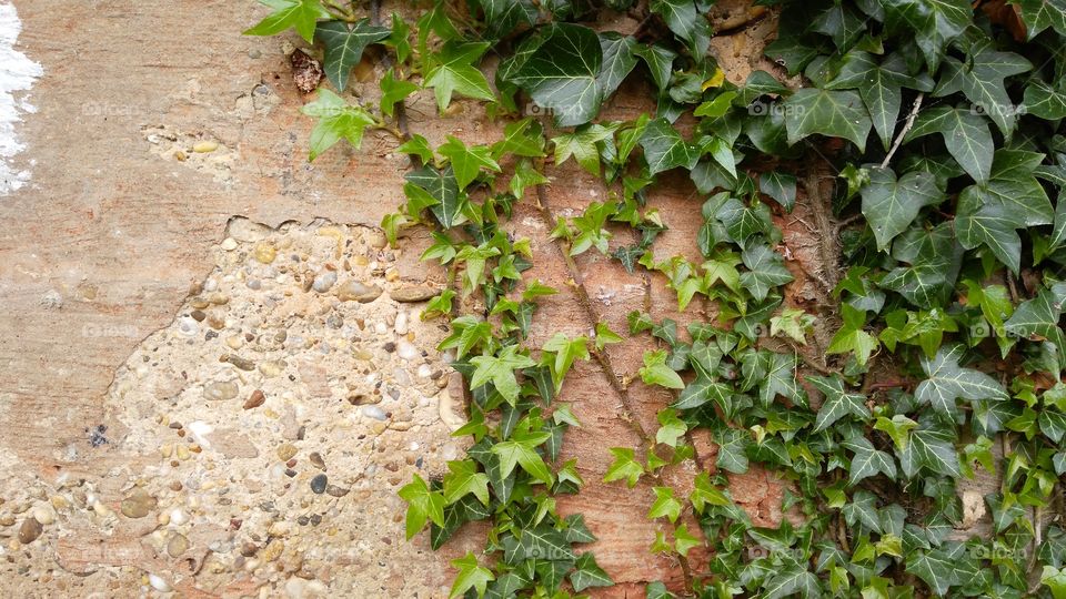 ~The ivy climb up to the wall~