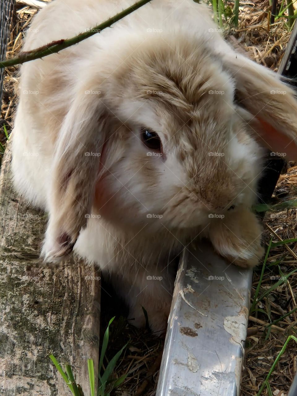 Green mission Tame rabbit in the wild