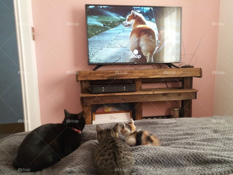 Cat TV 