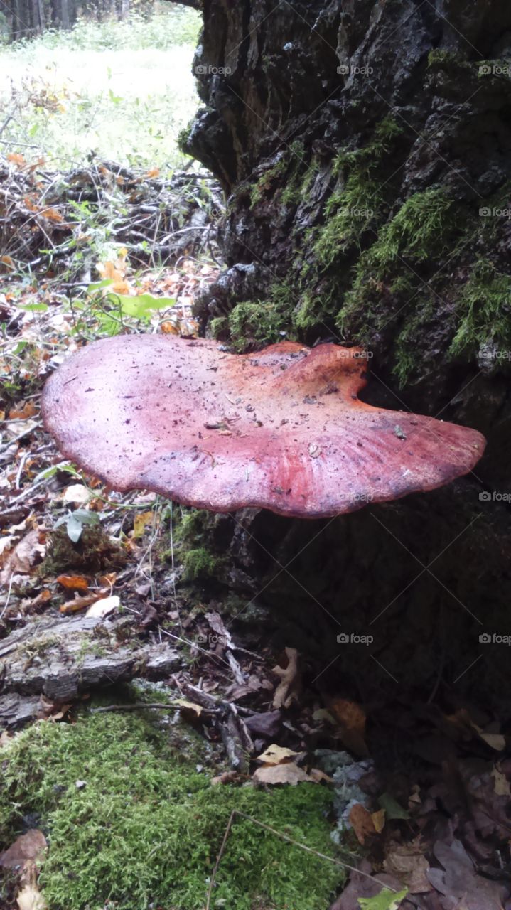 Nature, Fungus, Wood, Fall, Mushroom