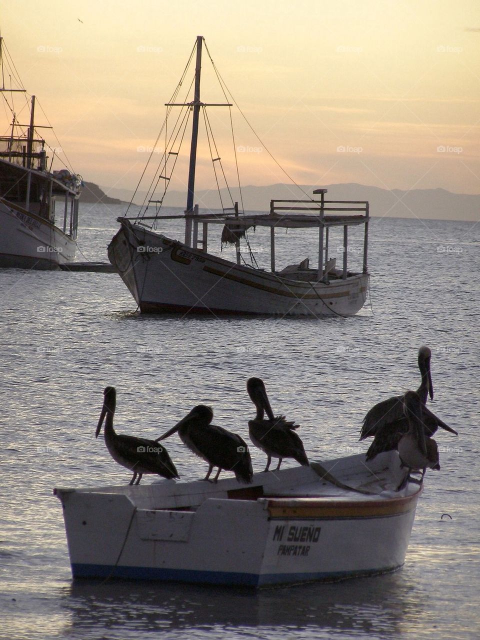 Pelican sunset