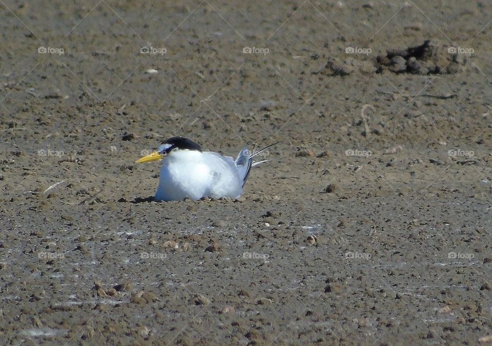 Little tern. Laying the egss as time going on stage after breeding at the mud of estuarya fishpond.