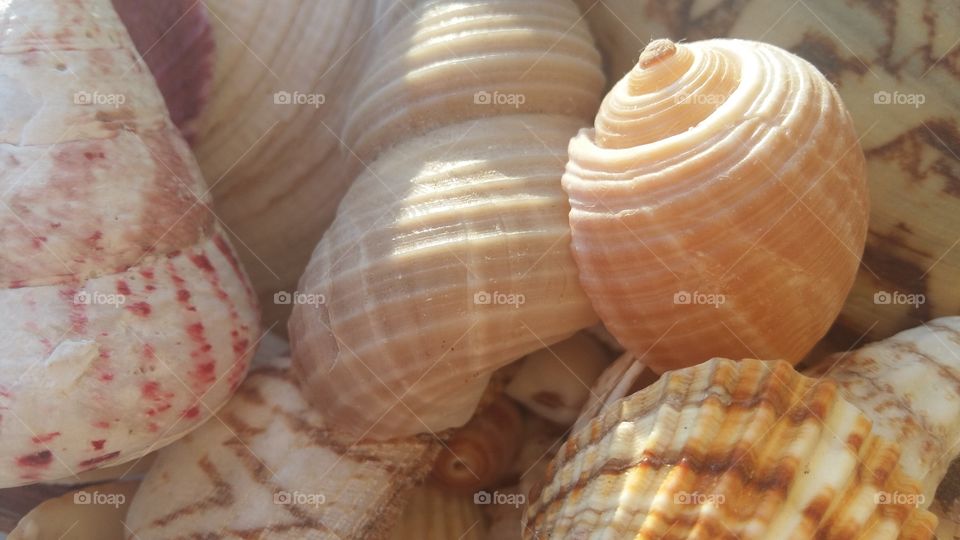 Summer, sun, beach, sea... and seashells... 
Hooray!! I found seashells today... Take a look.
