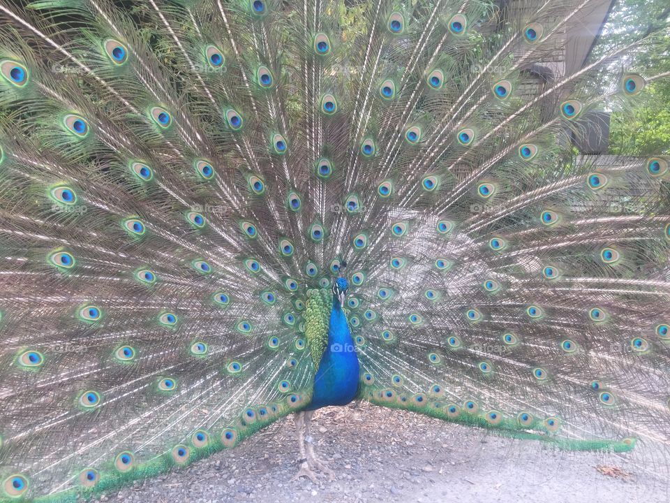 Peacock, Feather, Bird, Peafowl, Exhibition